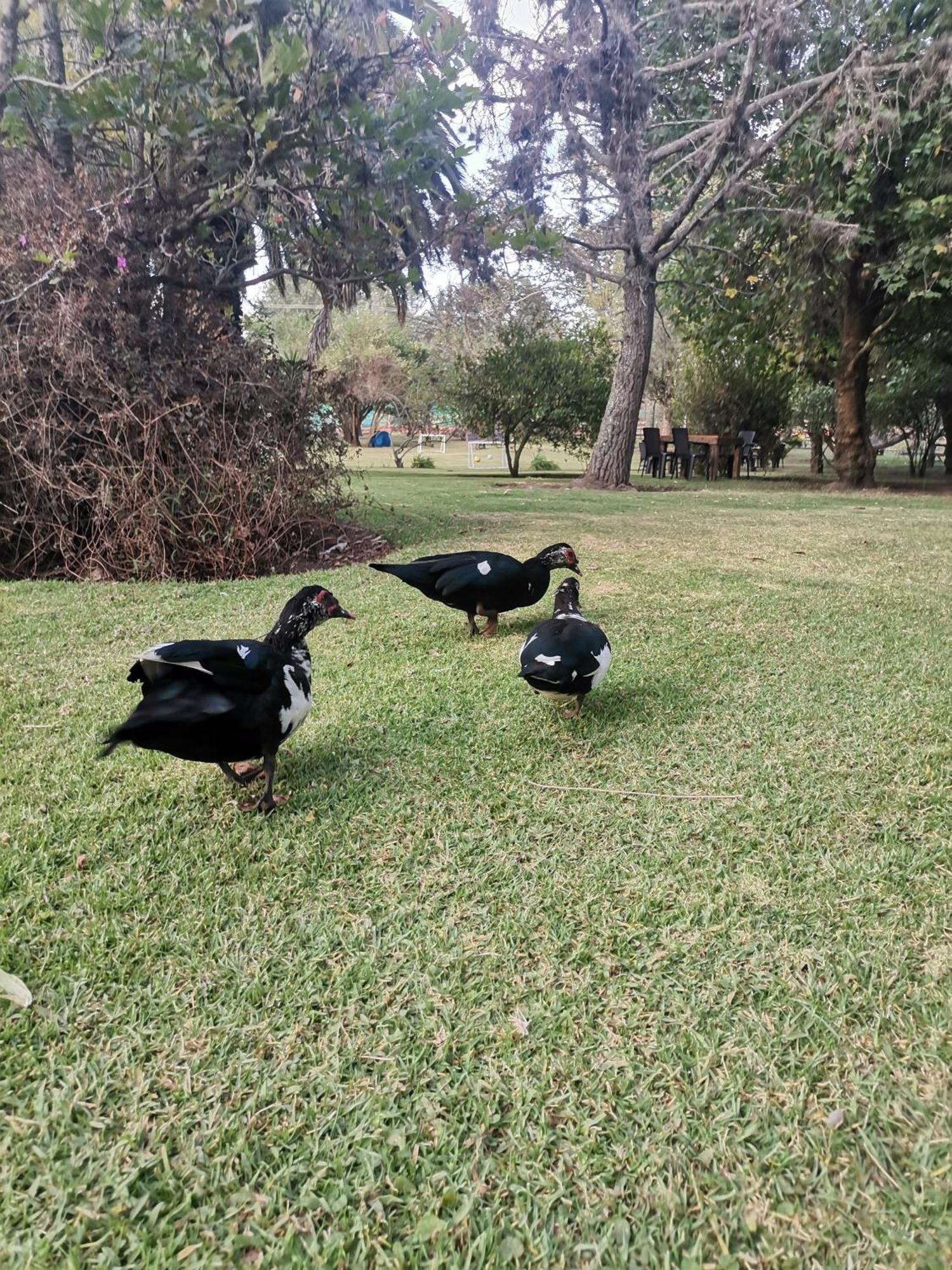 Puembo La Granja De Papa Alberto מראה חיצוני תמונה
